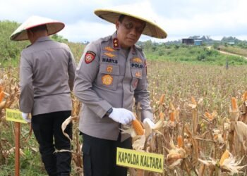 Dukung Swasembada Pangan Nasional, Kapolda Kaltara Hadiri Panen Raya Jagung Serentak di Desa Kelubir