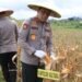 Dukung Swasembada Pangan Nasional, Kapolda Kaltara Hadiri Panen Raya Jagung Serentak di Desa Kelubir
