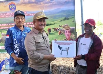 Pemkot Tarakan Serahkan Hibah 24 Kambing untuk Dorong Usaha Peternakan Rakyat