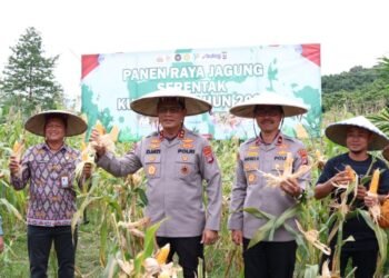 Panen Jagung Serentak, Kapolda Kaltara Dampingi Petani Bulungan