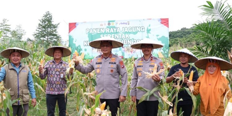 Panen Jagung Serentak, Kapolda Kaltara Dampingi Petani Bulungan