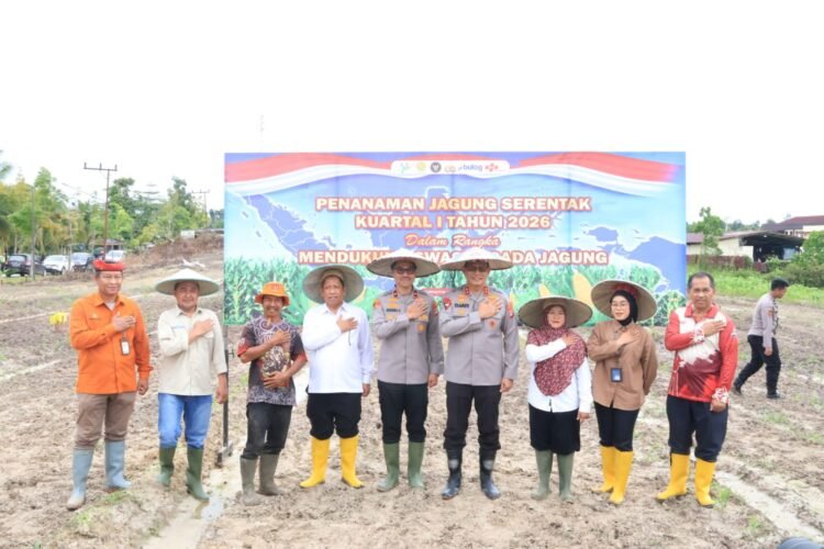 Sinergi Polda Kaltara dan Forkopimda: Tanam Jagung Serentak di Bumi Rahayu Demi Swasembada Pangan 2026
